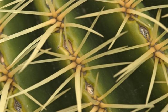 Echinocactus grussonii_8